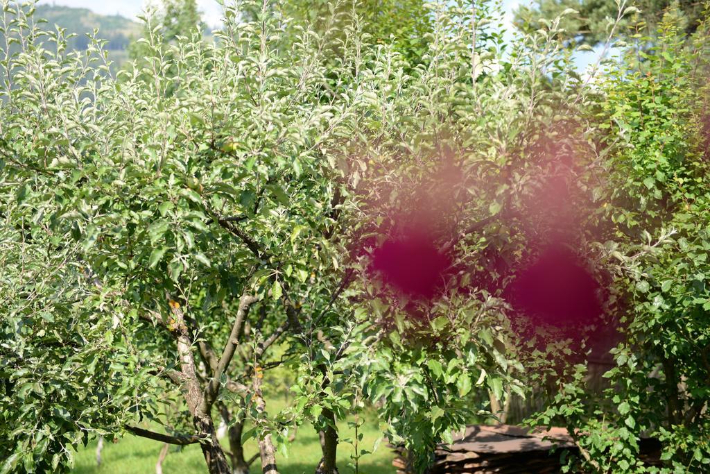 Pensiunea Flori De Camp Vatra Dornei Luaran gambar