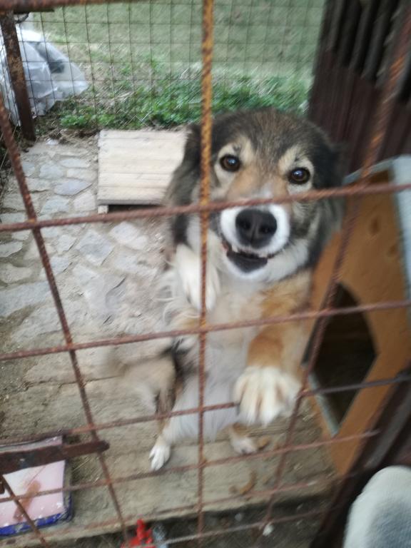 Pensiunea Flori De Camp Vatra Dornei Luaran gambar